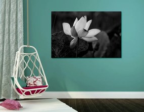 Obraz jemný lotosový kvet v čiernobielom prevedení