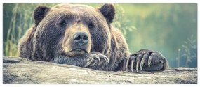 Obraz medveďa (120x50 cm)