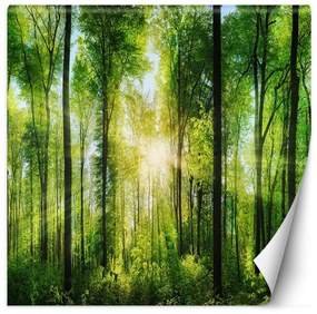 Fototapeta, Lesní krajina Příroda Stromy - 150x150 cm