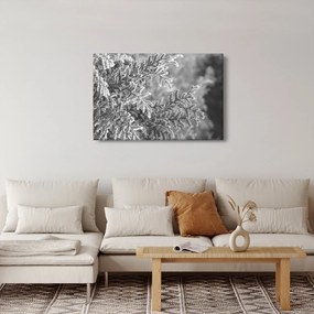 Obraz - Smrekový les (90x60 cm)