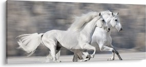 Obraz - Biele kone v zime (120x50 cm)