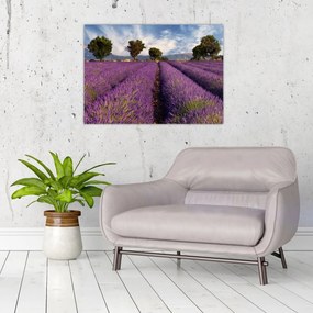 Sklenený obraz - Levanduľové pole a hory (70x50 cm)