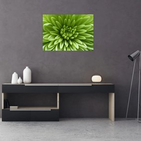 Sklenený obraz - Makro snímka rastliny (70x50 cm)