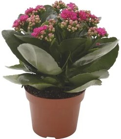 Kolopejka vďačná FloraSelf Kalanchoe 'Calandiva' 20-25 cm v kvetináči Ø 12 cm purpurová