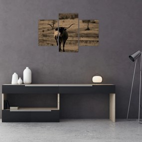 Obraz - Texaská krava (90x60 cm)