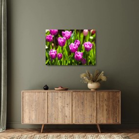 Sklenený obraz tulipánov na lúke (70x50 cm)