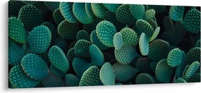 Obraz - Opuncie (120x50 cm)