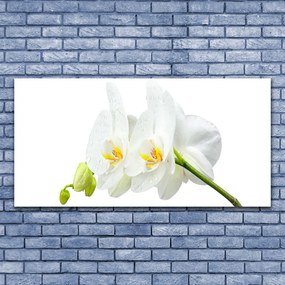 Obraz plexi Plátky kvet bíla orchidea 120x60 cm