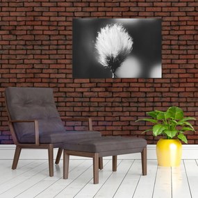 Obraz - Čiernobiely cottongrass (90x60 cm)