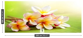 Fototapeta Vliesová Kríky kvety 152x104 cm