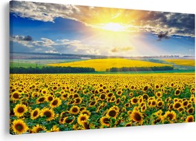 Obraz - Pole slnečníc (90x60 cm)