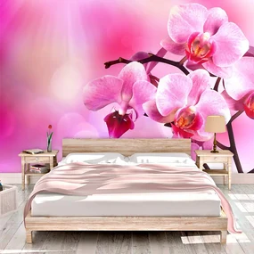 Sablio Tapeta Květy Orchidey - 208x125 cm