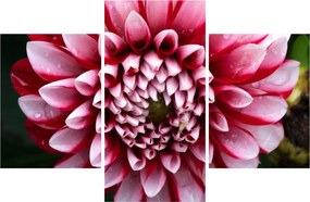 Obraz ružovej Dahlie (90x60 cm)