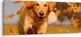 Obraz - Zlatý retriever (120x50 cm)