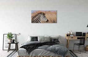 Obraz na plátne zebra 140x70 cm