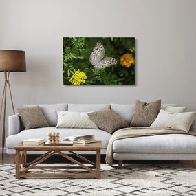 Obraz - biely motýľ (90x60 cm)