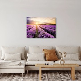 Sklenený obraz - Východ slnka v levanduľovom poli (70x50 cm)