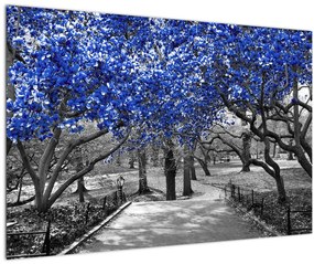 Obrázok - Modré stromy, Central Park, New York (90x60 cm)