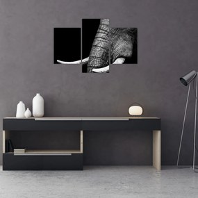 Obraz - Slonie kly (90x60 cm)