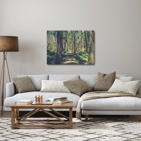 Obraz cesty medzi stromami (70x50 cm)