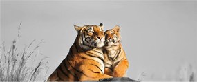 Obraz - Tigrice a jej mláďa, čiernobiely variant (120x50 cm)