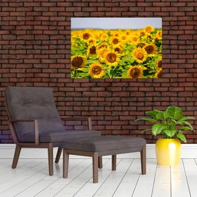 Obraz - Slnečnica (90x60 cm)