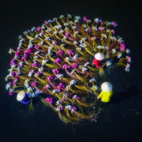 Fotografia Washing water lilies, Nguyen Tan Tuan