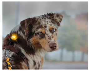 LED svetlo na obojok Yellow – Orbiloc