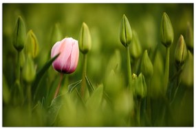 Obraz na plátne - Ružový tulipán kvitnúci 101A (100x70 cm)