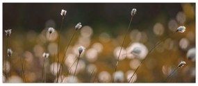 Obraz - Lúka s cottongrass N⁰2 (120x50 cm)