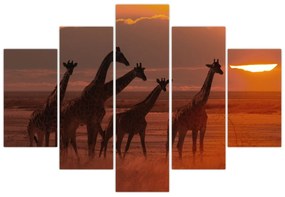 Obraz - Žirafy v africkej savane (150x105 cm)