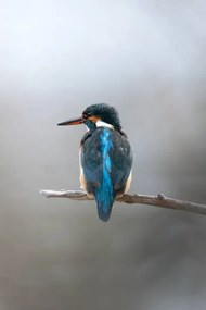 Umelecká fotografie Close-up of kingfisher perching on branch,Ascona,Switzerland, Michele Casado / 500px, (26.7 x 40 cm)