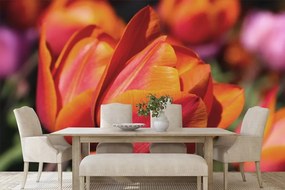 Fototapeta nádherné tulipány na lúke - 150x100