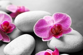 Samolepiaca fototapeta kvety orchidey na kameňoch - 300x200