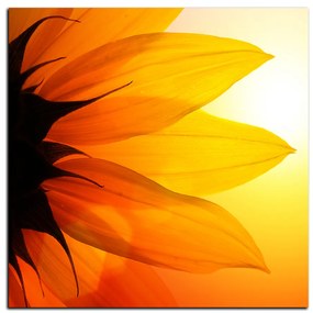 Obraz na plátne - Slnečnica kvet - štvorec 3201A (50x50 cm)