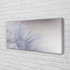 Obraz canvas Kvapky rosy púpavy 120x60 cm