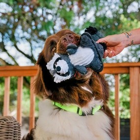 Hračka pre psa Medvedík čistotný – P.L.A.Y.