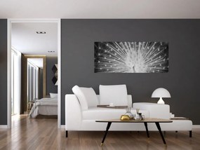 Obraz - Biely páv (120x50 cm)