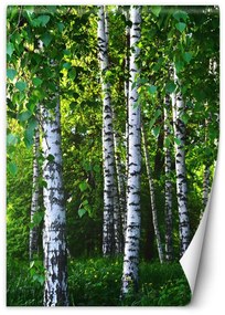 Fototapeta, Bříza lesní příroda - 100x140 cm