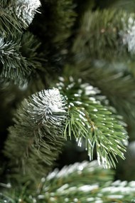 Limpol Vianočný stromček borovica Lamia 240 cm