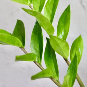 Zamioculcas Zamiifolia