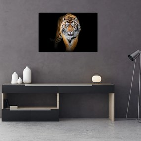 Obraz - Tiger (90x60 cm)
