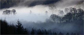 Obraz hmly nad lesom (120x50 cm)