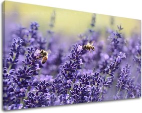 Obraz na stenu KVETY KV091E11 - 80x120 cm