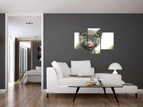 Obraz oblizujícího sa mačiatka (90x60 cm)
