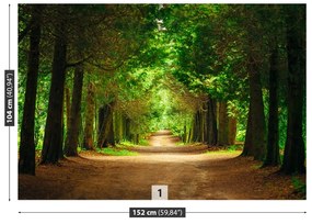 Fototapeta Vliesová Chodník stromy 104x70 cm