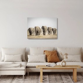 Sklenený obraz - Slonie stádo (70x50 cm)