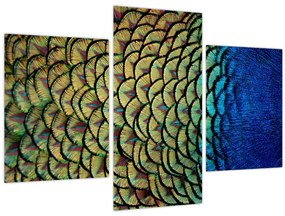 Obraz - Pávie perie (90x60 cm)
