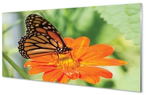 Obraz na akrylátovom skle Kvet farebný motýľ 125x50 cm