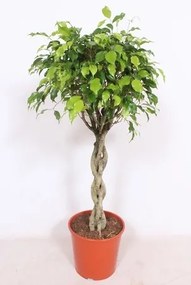 Ficus Benjamina Exotica braided stem 30x120 cm